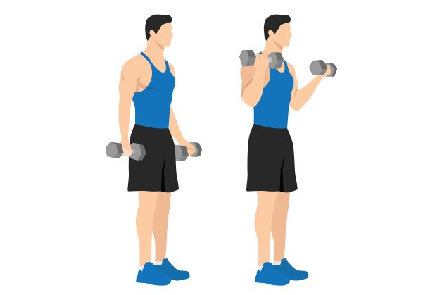 Ilustración curl de bíceps